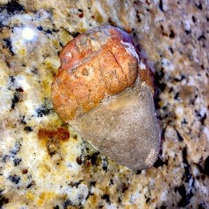 Rare rare and some more rare